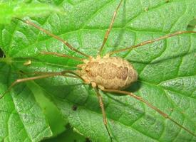 Photo: Common harvestman