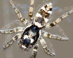 Photo: Zebra spider