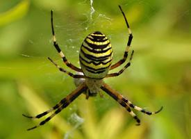 Photo: Wasp spider