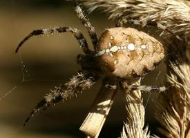 Photo: European garden spider