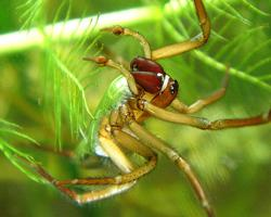 Photo: Diving bell spider