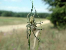 Photo: Yellow sac spider