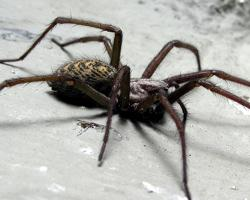 Photo: Giant house spider