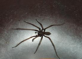 Photo: Barn funnel weaver