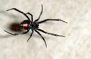 Photo: Southern black widow