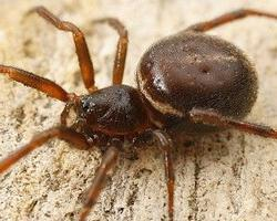 Photo: Rabbit hutch spider