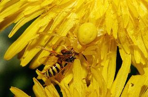 Photo: Goldenrod crab spider