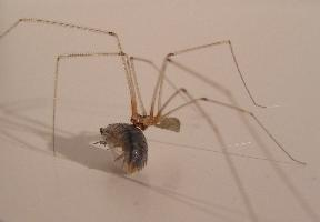 Photo: Cosmopolitan cellar spider