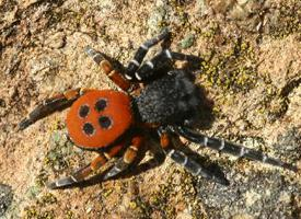 Photo: Ladybird spider