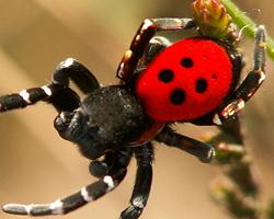 Photo: Ladybird spider