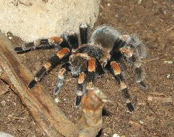 Photo: Mexican redknee tarantulas