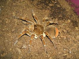 Photo: Goliath birdeater