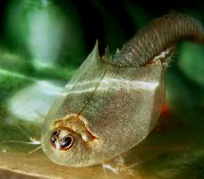 Photo: American tadpole shrimp