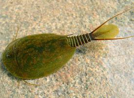 Photo: Tadpole shrimp