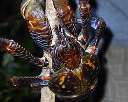 Photo: Coconut crab