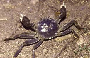 Photo: Chinese mitten crab