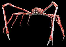 Photo: Japanese spider crab