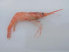 Photo: Northern prawn