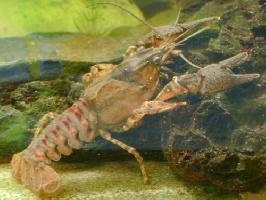 Photo: Spinycheek crayfish