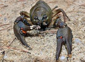 Photo: European crayfish