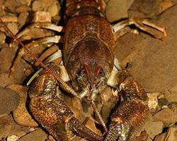 Photo: Stone crayfish