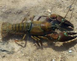 Photo: Signal crayfish