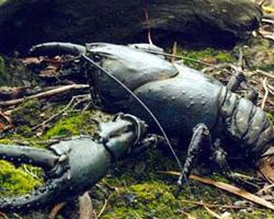 Photo: Tasmanian giant freshwater crayfish