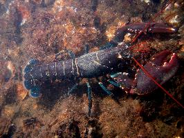 Photo: European lobster