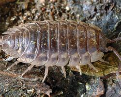 Photo: Common woodlouse