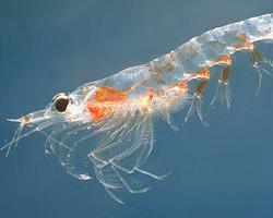 Photo: Northern krill