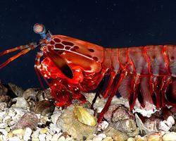 Photo: Peacock mantis shrimp