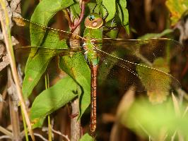 Photo: Green darner