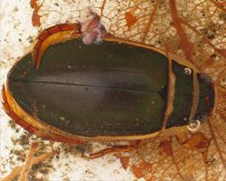 Photo: Great diving beetle