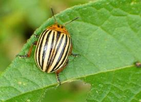 Photo: Colorado potato beetle