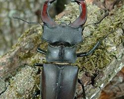 Photo: European stag beetle