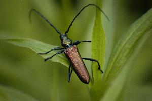 Photo: Musk beetle