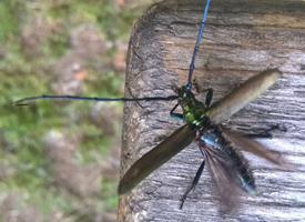 Photo: Great capricorn beetle