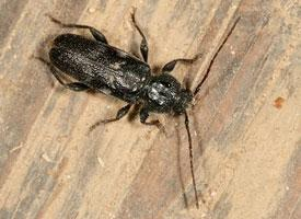 Photo: House longhorn beetle