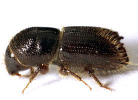 Photo: European spruce bark beetle