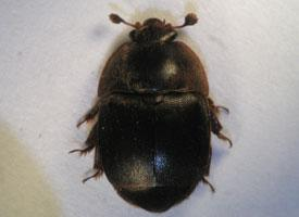 Photo: Small hive beetle