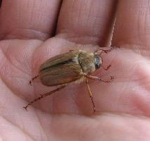 Photo: Summer chafer