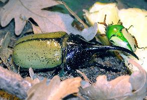 Photo: Hercules beetle