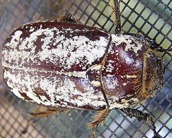 Photo: Cane beetle