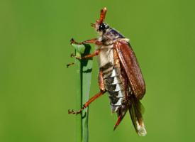 Photo: Common cockchafer