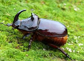 Photo: European rhinoceros beetle