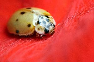 Photo: Coccinelle à dix points