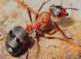 Photo: Red wood ant