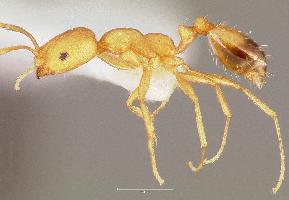 Photo: Pharaoh ant