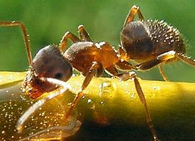 Photo: Black garden ant