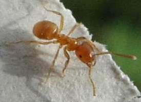 Photo: Yellow meadow ant